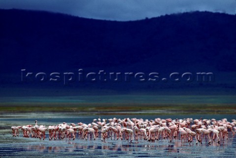 Flamingos  Ngorongoro  Tanzania