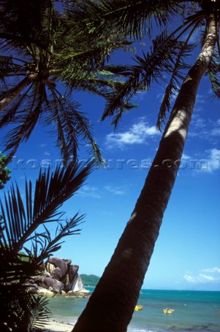 Palm trees on beach Western Australia