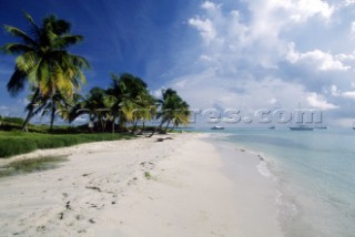Palm trees on a deserted sandy beach