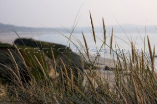 Reeds and grass on the beach and shoreline in St Ives, Cornwall, UK.
