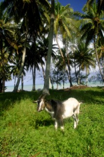 Goat on Aitutaki Island, Cook Islands, South Pacific.