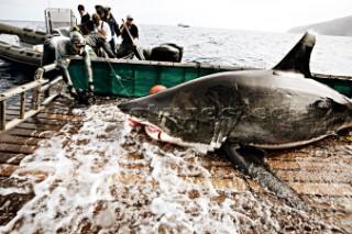 Crew films White Shark as it is pulled into research cradle.