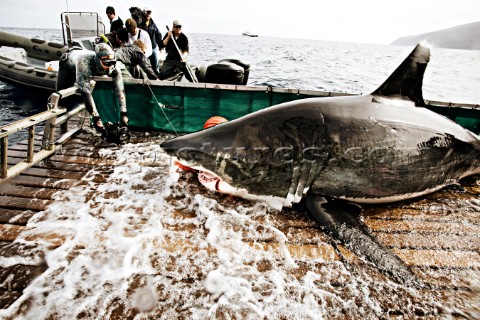 Crew films White Shark as it is pulled into research cradle