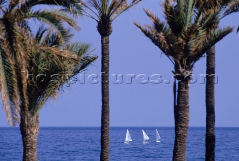 Sail boats on the Mediterranean are framed by palms growing on the beach in Barcelona