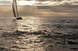 Whitbread 60 Toshiba sailing yacht in the sunset or sunrise being follwed by a school of dolphins