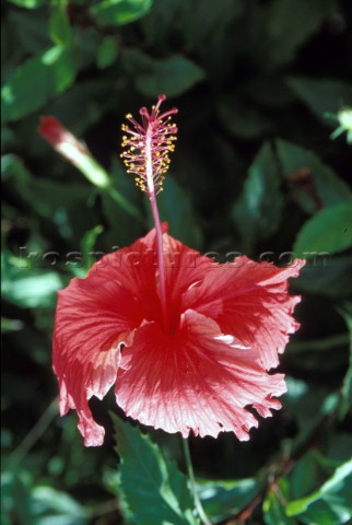 Hibiscus  Antigua