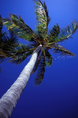 Palm Tree  Antigua Single palm tree against clear blue sky