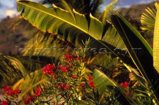 Flora - St Maarten Detail of palms and flowers
