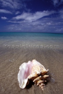 Conch shell on beach, Grenada