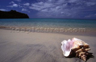 Conch shell on sandy beach in Grenada