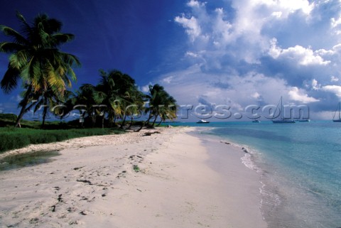 Sand Sea  Palm Trees Tobago Cays  Caribbean