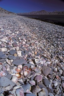 Scallop shells on the beach in Baja, Mexico