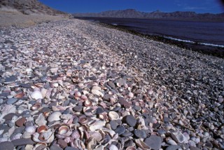 Scallop shells on the beach in Baja, Mexico