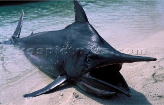 Dead Marlin on sandy beach, Maldives
