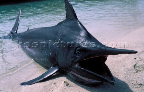 Dead Marlin on sandy beach Maldives 