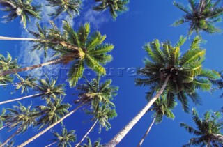 Palm trees under clear blue sky