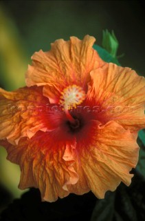 Pale orange Hibiscus, French Polynesia