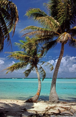 Palm trees on sandy beach Tahiti Polynesia