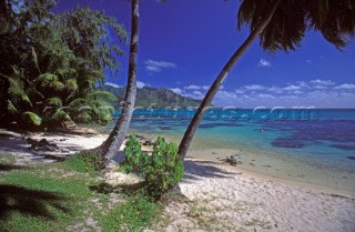 Palm trees on Moorea beach, Tahiti