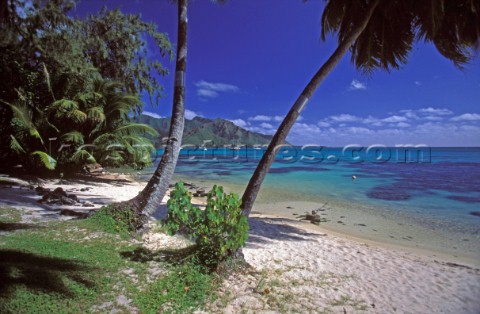 Palm trees on Moorea beach Tahiti