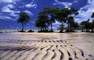 Mangroves at low tide - Western Samoa