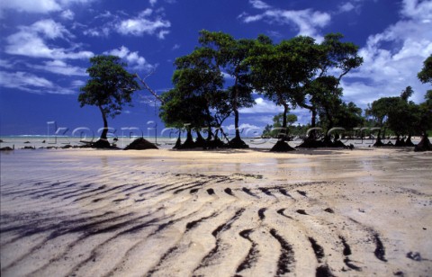 Mangroves at low tide  Western Samoa