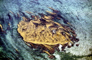 The flow of tide in seaweed
