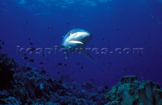 White Tip Reef Shark. Papua New Guinea