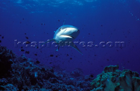 White Tip Reef Shark Papua New Guinea