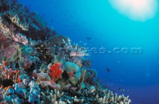 Lion fish on coral reef