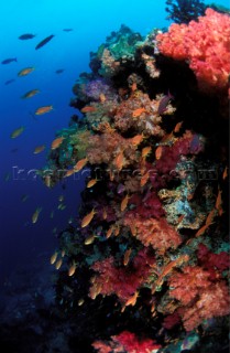 Fish on a colourful coral reef