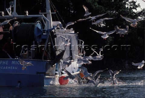 Fishing boats and birds