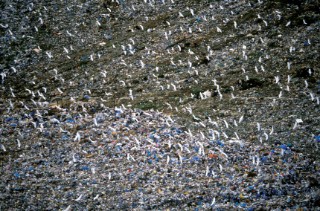 A flock of birds scavanging on a rubbish dump