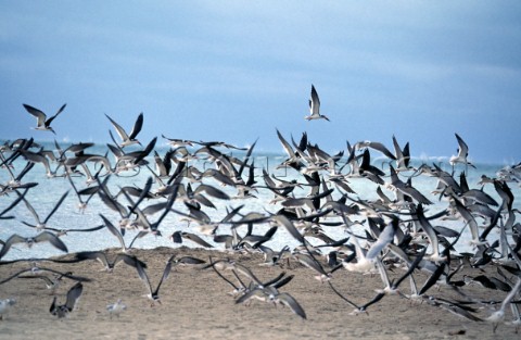 Flock of seagulls over sandy beach 