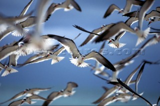 Detail of flock of seagulls