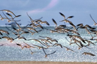 Flock of seagulls over sandy beach