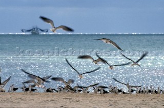 Flock of seagulls on sandy beach with fishing boat in background