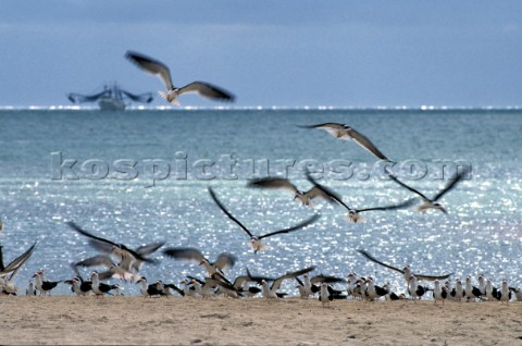 Flock of seagulls on sandy beach with fishing boat in background 