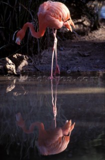 Flamingo reflected in still water