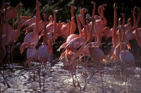 Flock of flamingos 