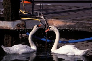 Two white swans swimming by dock in marina