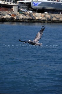 Pelican flying low over water.