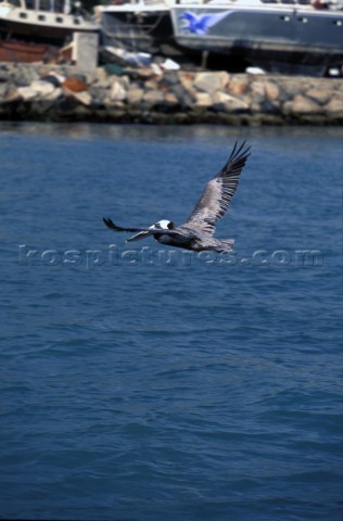 Pelican flying low over water 