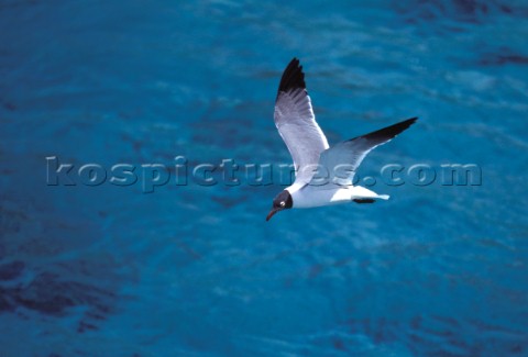 Seagull in flight over clear water