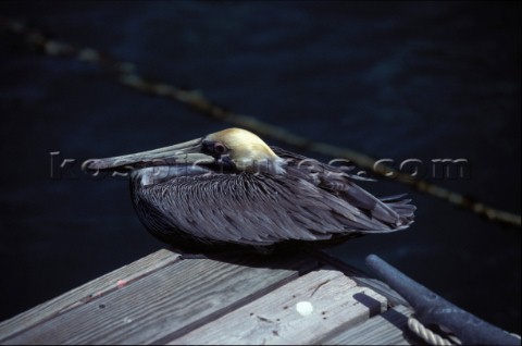 Pelican sitting on the edge of a floating dock