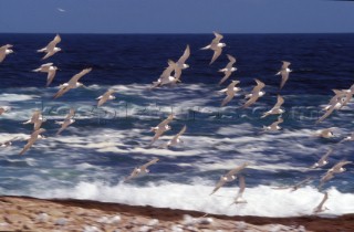 Flock of seagulls flying over waves crashing on shore