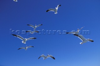 Flock of seagulls against clear blue sky