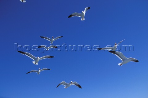 Flock of seagulls against clear blue sky 
