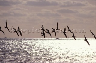 Seagulls Silhouetted