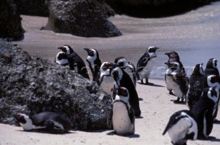 Penguins on the beach, South Africa